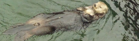 Otter, Vancouver Aquarium, Reise nach Kanada, Reise nach Vancouver